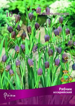 Рябчик ассирийский 6/+ (10шт) 25-30см