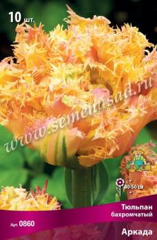 Тюльпан бахромчатый Аркада 11/12 (10шт) 40-50см