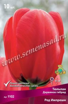 АКЦИЯ!!! Тюльпан Дарвинов гибрид Ред Импрешн 11/12 (10шт) 45см