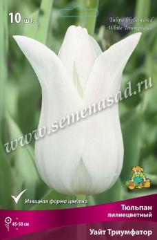 Тюльпан лилиецветный Уайт Триумфатор 11/12 (10шт) 45-50см