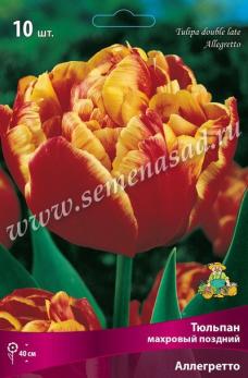 Тюльпан Махровый поздний Аллегретто 11-12/К 10шт