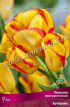 Тюльпан многоцветковый Аутбрейк 11/12 (9шт) 40см