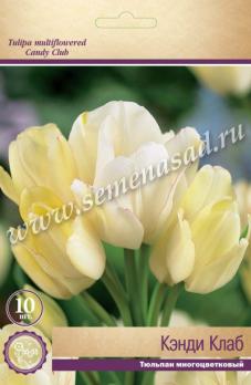 Тюльпан многоцветковый Кэнди Клаб 11/12 (10шт) 50см