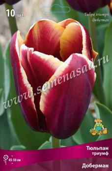 Тюльпан Триумф Доберман 11/12 (10шт) 45-50см