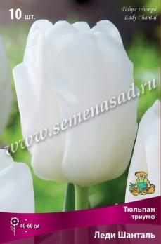 Тюльпан Триумф Леди Шанталь 11-12/К 10шт