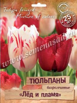 Тюльпан Бахромчатый Лед и Пламя 11-12/ 25шт
