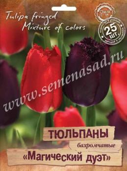 Тюльпан Бахромчатые Магический Дуэт 11-12/ 25шт