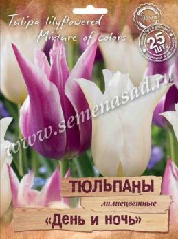 Тюльпан Лилиецветный День и Ночь 11-12/ 25шт