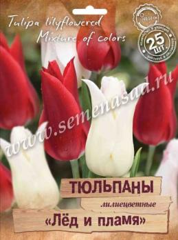Тюльпан Лилиецветный Лед и Пламя 11-12/ 25шт