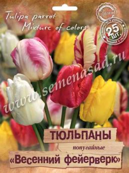 Тюльпан Попугайный Весенний Фейерверк 11/12 (25шт) 35-50см