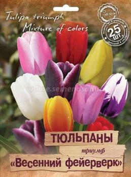 Тюльпан Триумф Весенний Фейерверк 11/12 (25шт) 40-50см