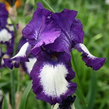 Ирис германика Stepping out (1 шт.)