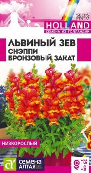 Львиный зев Снэппи Бронзовый Закат 7шт (драже в пробирке) Н25см (Голландия) /однолетник