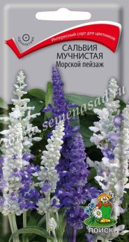 Сальвия Морской Пейзаж 10шт мучнистая /однолетник