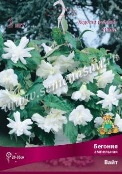 Бегония Вайт (2шт) 20см Ампельная 4/5