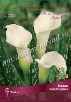 Калла белопятнистая (1шт) 50-60см 14/16