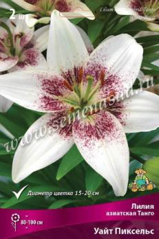 Лилия азиатская Танго Уайт Пиксельc 14/16 (2шт) 90-100см