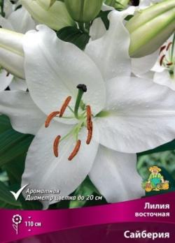 Лилия Сайберия (5шт) восточная 110см 12/14