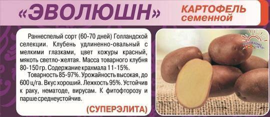 КАРТОФЕЛЬ (10кг) ЭВОЛЮШН СуперЭлита /мякоть светло-желтая