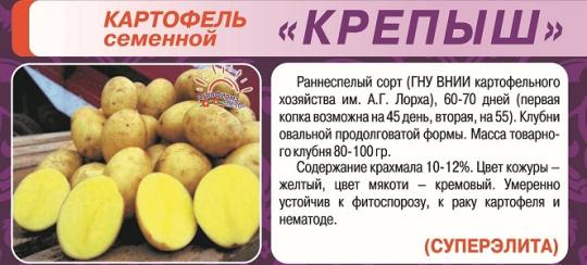 КАРТОФЕЛЬ (10кг) КРЕПЫШ СуперЭлита /мякоть светло-желтая