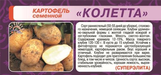 КАРТОФЕЛЬ (10кг) КОЛЕТТЕ СуперЭлита /мякоть нежно-желтая