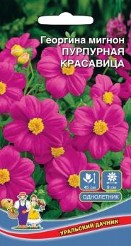 Георгина Пурпурная Красавица мигнон /однолетник