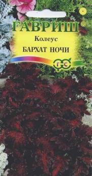 Колеус Бархат Ночи 5с Н30-35см