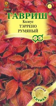 Колеус Тэррено Румяный 5шт