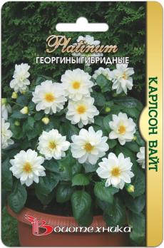 Георгины Карлсон Вайт гибридные 10шт гибридные 
