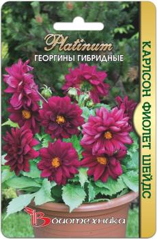Георгины Карлсон Фиолет Шейдс гибридные /10шт