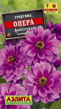 Георгина Опера ФИОЛТЕТОВАЯ 7шт махровая,низкорослая /однолетник