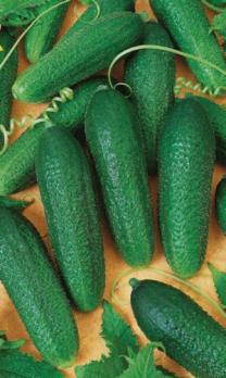 Огурец Клавдия F1 /5шт партенок,раннеспел (Голландия)