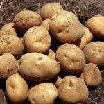 КАРТОФЕЛЬ (30 кг) ЛОМОНОСОВСКИЙ (раннеспелый,мякоть светло-желтая) Россия