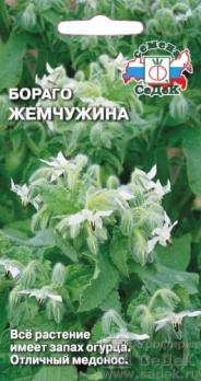 Бораго Жемчужина (огуречная трава/,белый) 