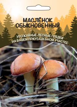Гриб МАСЛЕНОК Обыкновенный (ССПК) очень вкусный