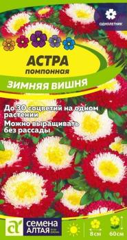 Астра Зимняя Вишня помпонная 0,2 гр /однолетник