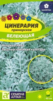 Цинерария Белеющая приморская 0,05гр /однолетник