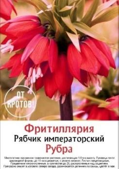 Рябчик Императорский Рубра (3шт) разбор 18+