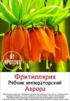 Рябчик Императорский Аврора (3шт) разбор 18+