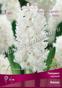 Гиацинт садовый Айлос 15/16 (3шт)