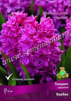 Гиацинт садовый Вурбак 14/15 (3шт) 25см