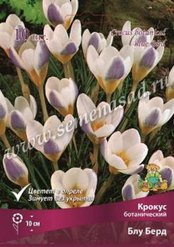 Крокус ботанический Блу Берд 5+ (10шт) 10см