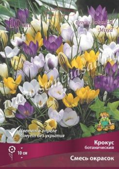 Крокус ботанический смесь окрасок 5+ (10шт) 10см