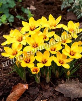 Крокус королькова Королькова 5/7 (10шт)