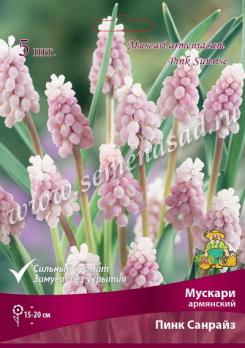 Мускари армянский Пинк Санрайз 5/6 (5шт)