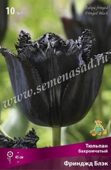 Тюльпан бахромчатый Фринджд Блэк 11/12 (10шт) 45см