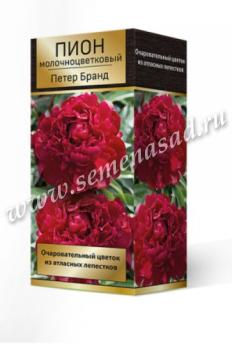 Пион молочноцветковый Петер Бранд (1шт) 85 см