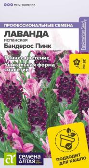 Лаванда Бандерос Пинк 5шт испанская /многолетник 