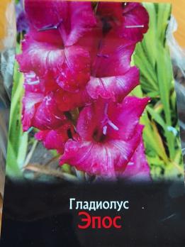 Гладиолус Эпос (10шт) Экстра