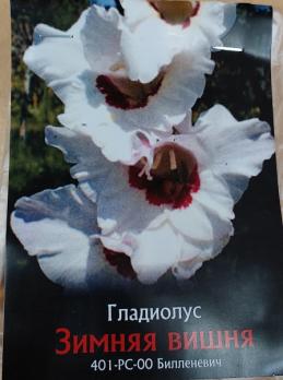 Гладиолус Зимняя Вишня (10шт) 1разбор